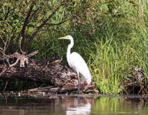 Белая цапля