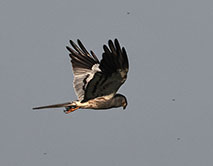 Луговой лунь