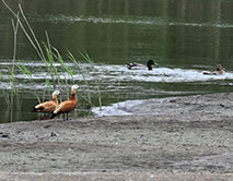 Огари и кряквы