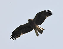 Орёл-карлик