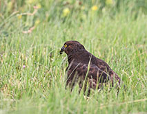 Осоед с добычей
