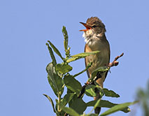 Болотная камышевка