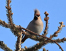 Свиристель