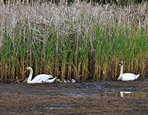 Семья лебедей-шипунов