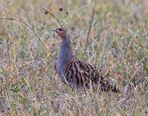 Серая куропатка