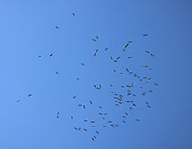 Стая белых аистов