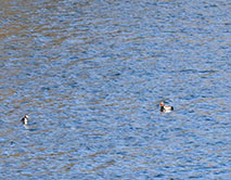 Чомга и красноносые нырки