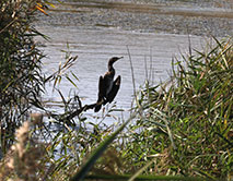Большой баклан на Баркаловке