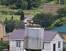 Гнездо аистов в д. Берёзка