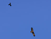 Грач и малый подорлик