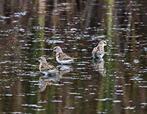Кулики-воробьи