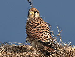 День орнитолога