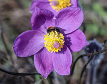 Сон-трава (прострел раскрытый)