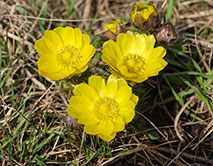 Горицвет весенний