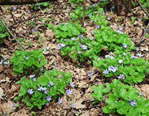 Печеночница благородная