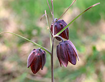 Рябчик русский