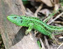 Ящерица прыткая