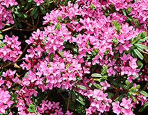 Волчеягодник боровой.