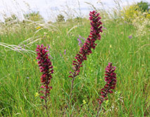 Синяк русский (румянка)