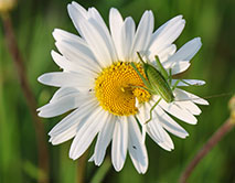 Нивяник обыкновенный