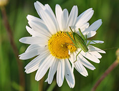 Всемирный день дикой природы