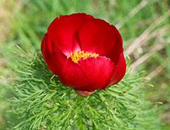 С Международным женским днем!