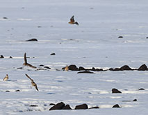 Прилетели жаворонки