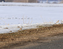 Прилетели жаворонки