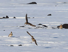 Прилетели жаворонки