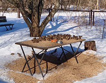 Будни заповедной кормушки