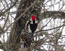 Средний дятел