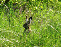 Заяц на опушке леса