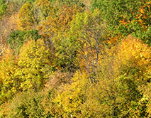 Осенний наряд лесов