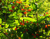 Плоды жимолости татарской