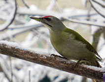 Седой дятел. Самец