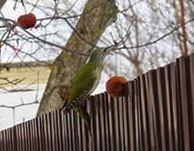 Седой дятел. Самка