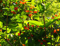 Международный день леса 2026