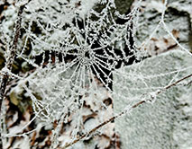 Первый снежок проявил оставшиеся с осени паутинки. 20.11.2025