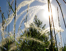 Ковыль перистый серебрится на солнце. 29.05.2024