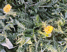 Утренние заморозки. 28.04.2025