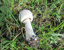 Шампиньон обыкновенный в степи