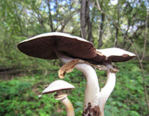 Шампиньон обыкновенный, или полевой