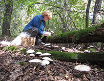 Определение урожайности грибов в лесу