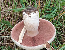 Шампиньон степной в Стрелецкой степи