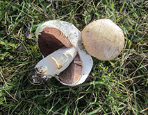 Шампиньон степной