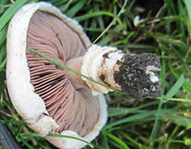 Шампиньон двукольцевой в степи