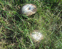 Шампиньон степной в степи