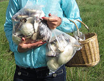 Определение урожайности грибов на ППП на пастбище