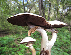 День шампиньонов