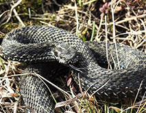 В заповеднике проснулись степные гадюки